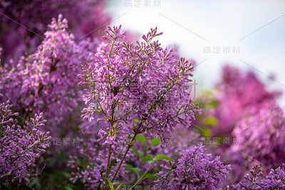 美丽的紫丁香在布拉格的春天开花