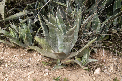 American agave plants