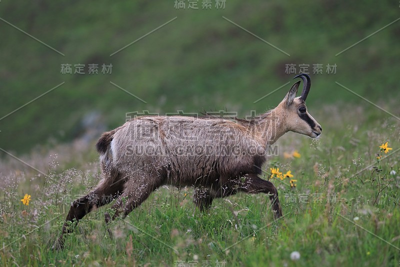 查莫瓦（鲁皮卡普拉鲁皮卡普拉）沃斯盖斯山，法国格姆森沃格森