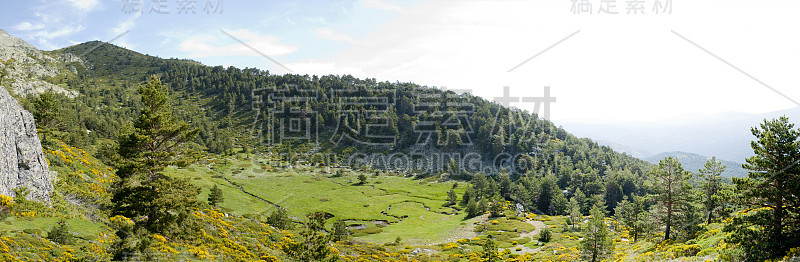 美丽的夏季景观，草原和森林