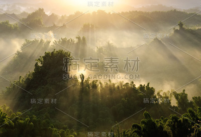 森林的早晨