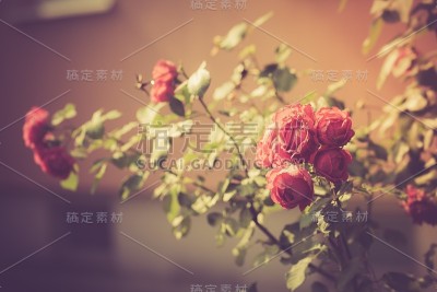 红玫瑰盛开的复古照片