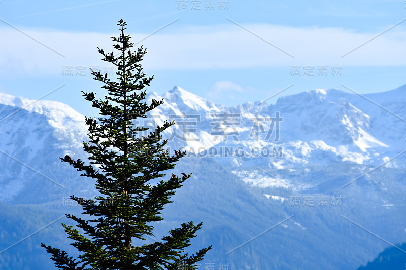 背景是雪山的冷杉树