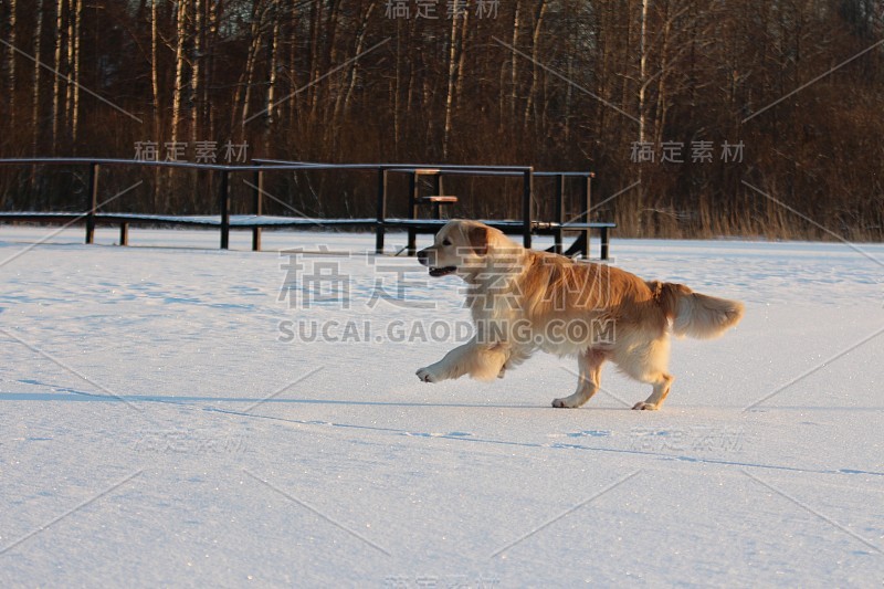 金毛猎犬在奔跑。冬天。