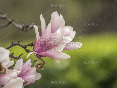 白玉兰，白玉兰
