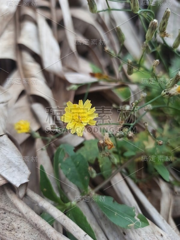 这些花多漂亮啊。孟加拉国的花朵