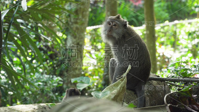 巴厘岛森林里的猴子