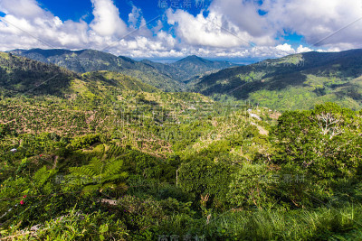 牙买加的蓝山咖啡种植地