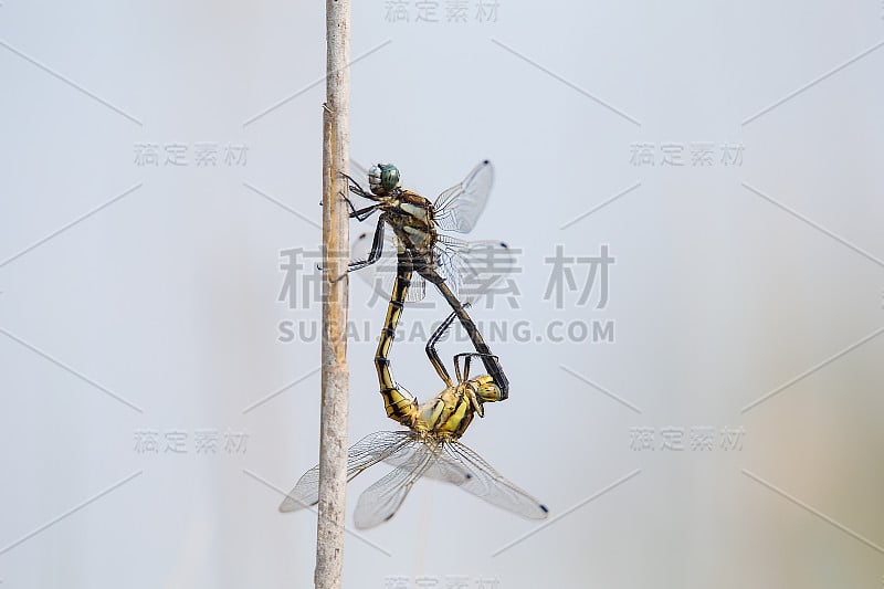 白尾skimmer - Orthetrum albistylum -蜻蜓