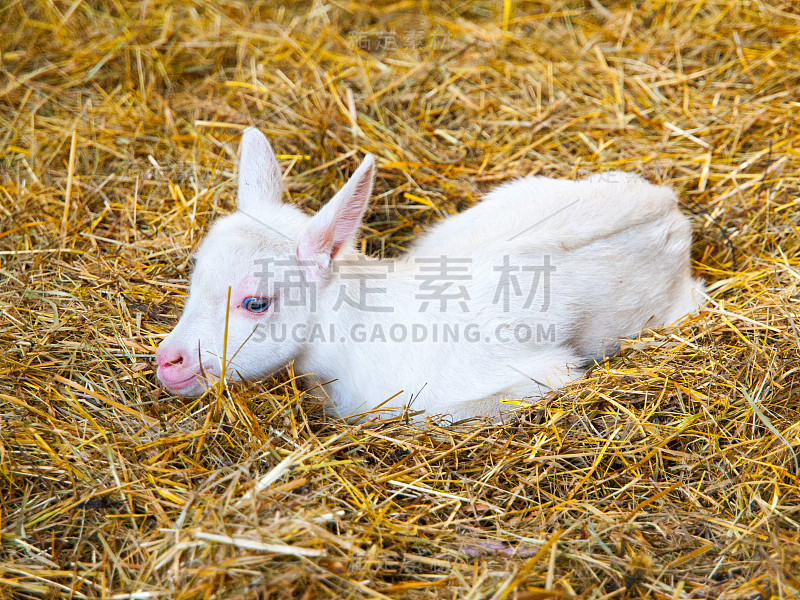 白色小山羊躺在稻草上。年轻的农场动物