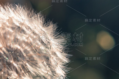 蒲公英