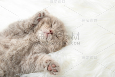 小红猫睡在白色的地毯上。特写镜头