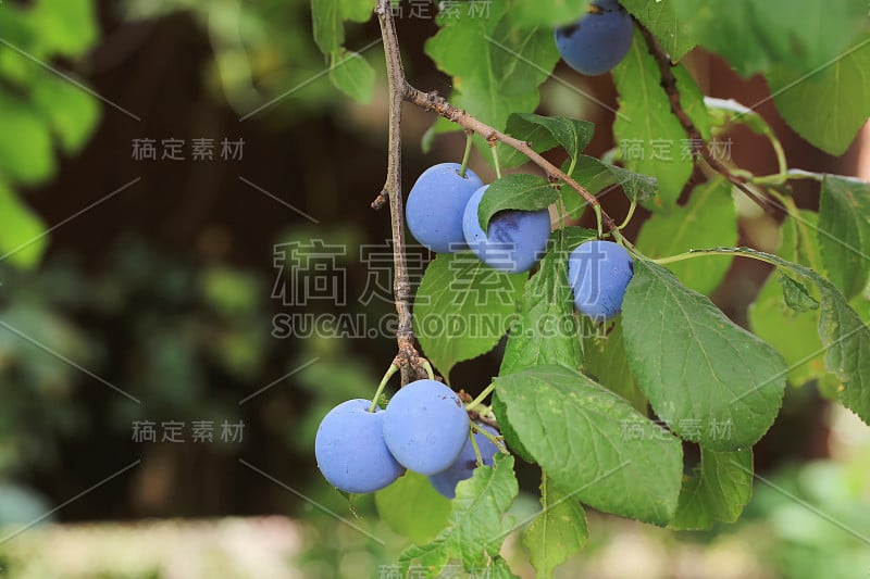 梅花上树浅田深夏村