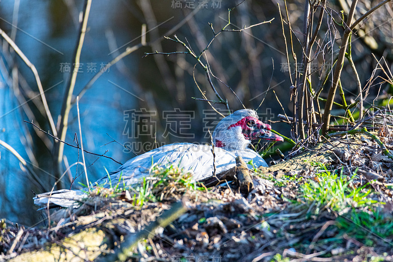 两只疣鸭在德国北部的一条小河上