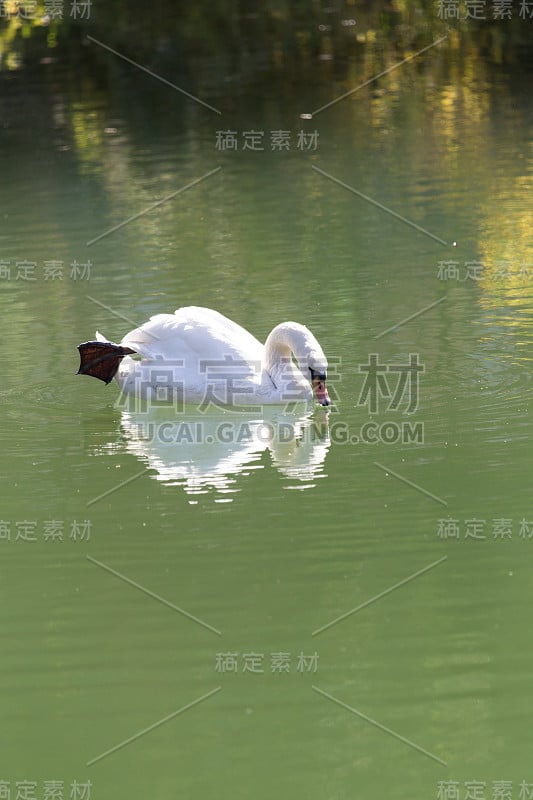 湖面上的白天鹅