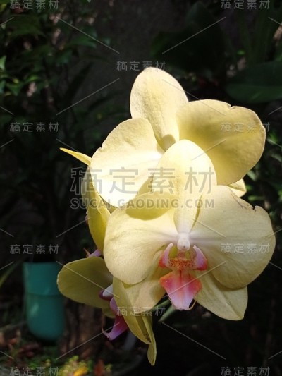 月亮兰花