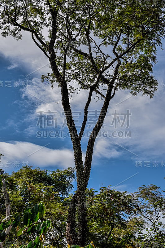 巴西塞拉多生物群落的粗树干