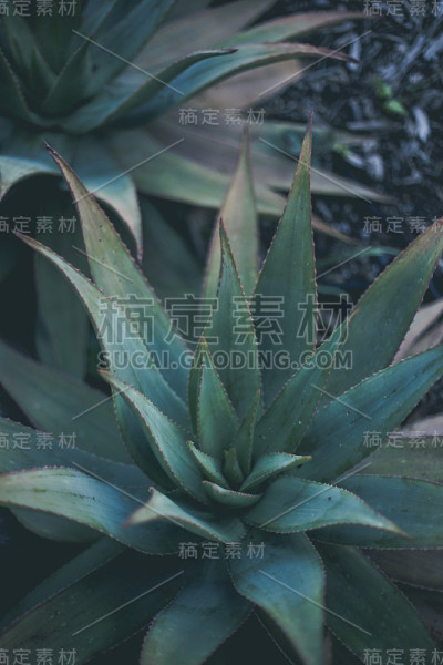 芦荟