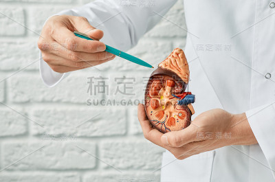 肾脏的健康概念。医生手中的人体肾脏解剖模型。泌尿外科
