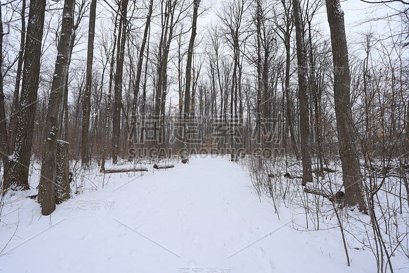 加拿大安大略省冬季降雪期间的森林丛林