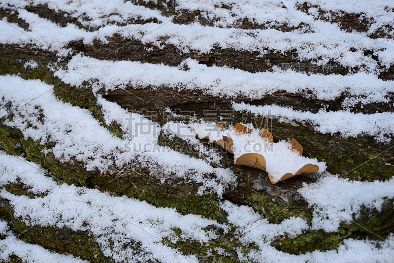 白杨树皮下的秋雪