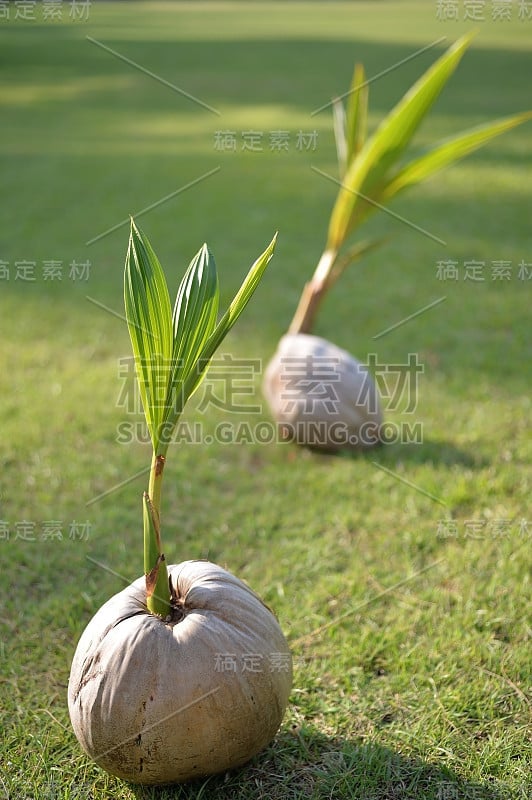 椰子发芽