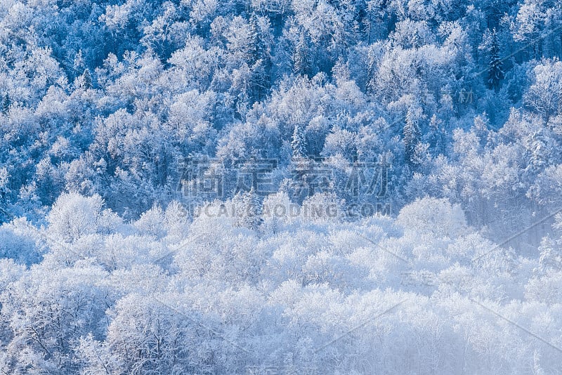 在清晨的薄雾中，一场暴风雪过后，白雪覆盖的森林景色令人叹为观止。冬季仙境。高加国家公园，希古尔达，拉