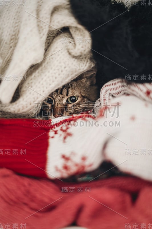 可爱的猫咪藏在时尚的毛衣里，文字空间。小猫缅因在温暖的家堆衣服可爱的眼睛。好玩有趣的时刻