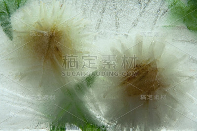 背景紫菀花在冰块与气泡。
