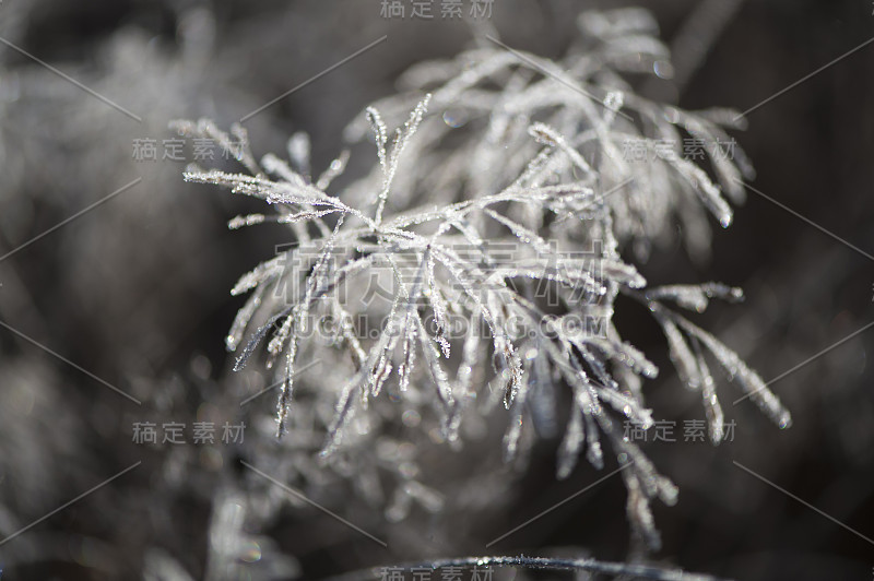 植物霜冻