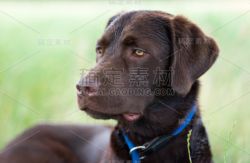 一个年轻可爱的拉布拉多猎犬小狗在草地上的肖像，他的脖子上有皮带和美丽明亮的眼睛