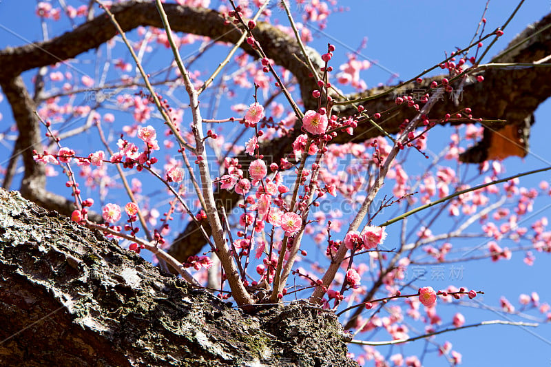 梅花