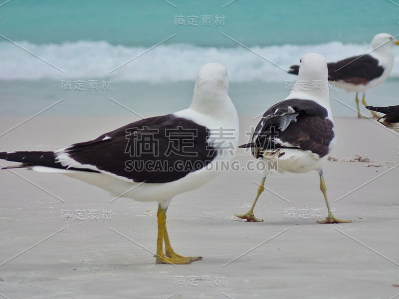 海鸥站在沙滩上，普拉尼哈斯做Pontal海滩，阿拉亚尔做卡波