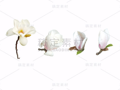 美丽的玉兰花