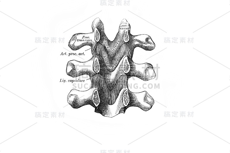 维什涅夫斯基(M.P. Vishnevskiy, 1890，莫斯科)的旧书《人体解剖学》中的弧间或黄