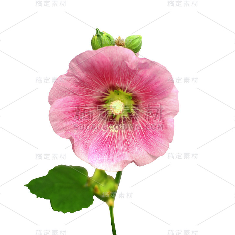 蜀葵花