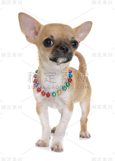 小狗短毛猫吉娃娃