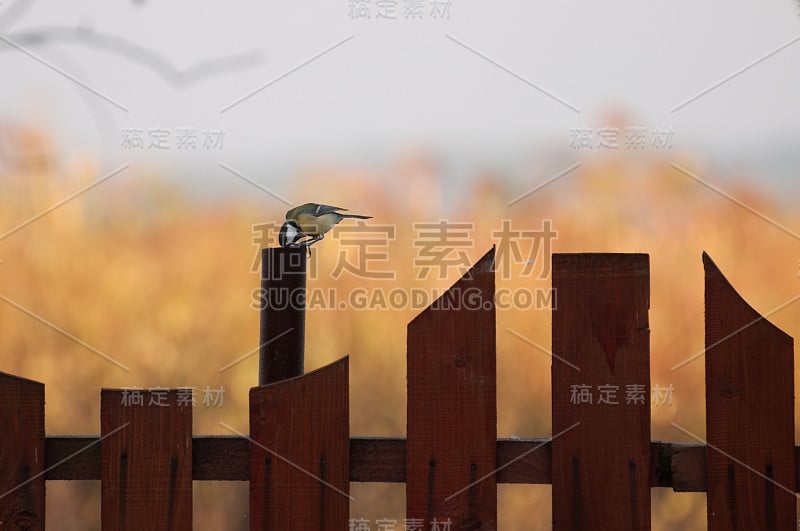 大山雀饮水