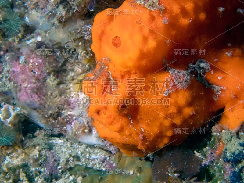 一只彩绘蛙鱼(Antennarius pictus)