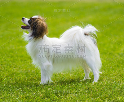 一种白色和红色相间的小蝴蝶犬。甜》的小狗
