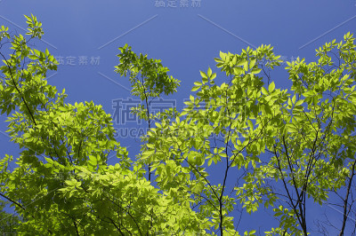 绿色和蓝色的天空