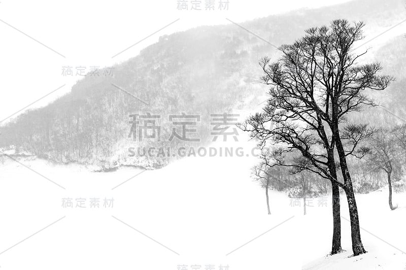 黑白色的树在雪山上