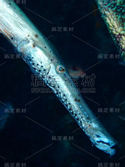 号子鱼的头(Aulostomus maculatus)
