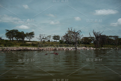 河马
