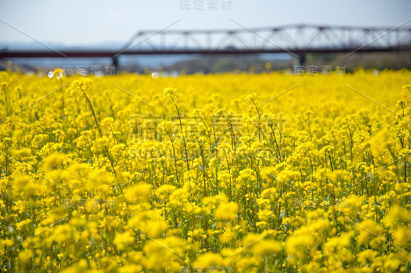 矮花田(日本爱媛县小津市)