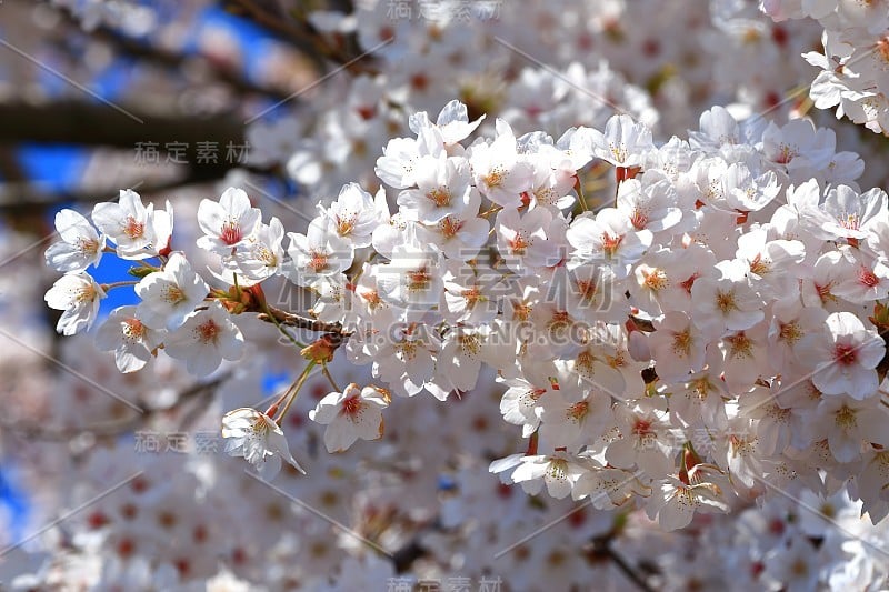 樱花、牧场、田野、樱花树、李子、油菜花、村庄、