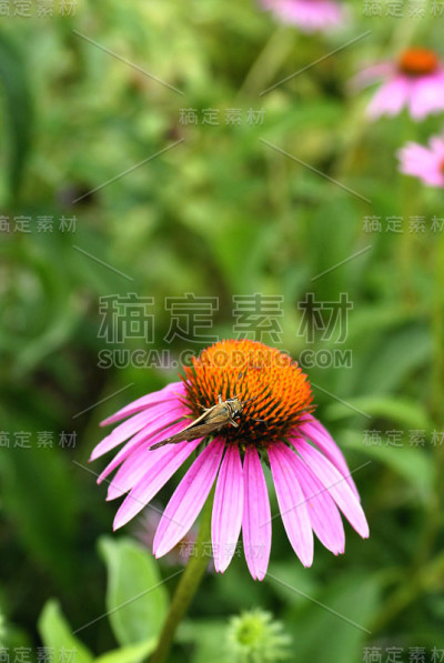 画蝴蝶夫人
