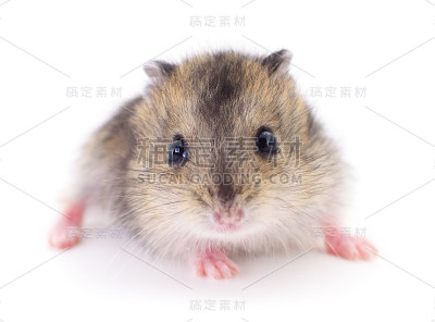 国内小仓鼠。