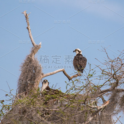鱼鹰守卫巢穴