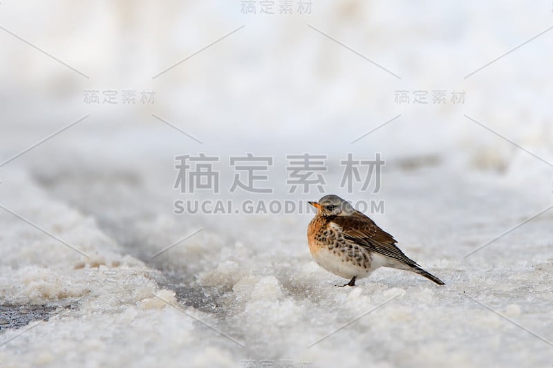 野外活动(拉丁文:Turdus pilaris)。